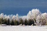 Frosted Landscape_13089